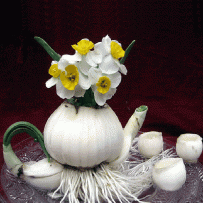 水仙花造型欣赏-茶壶